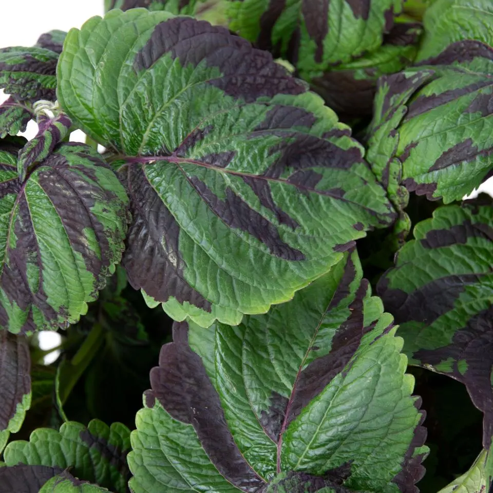 Coleus 'Tiger' - Siernetel - Hoogte 25-35cm - ø17cm