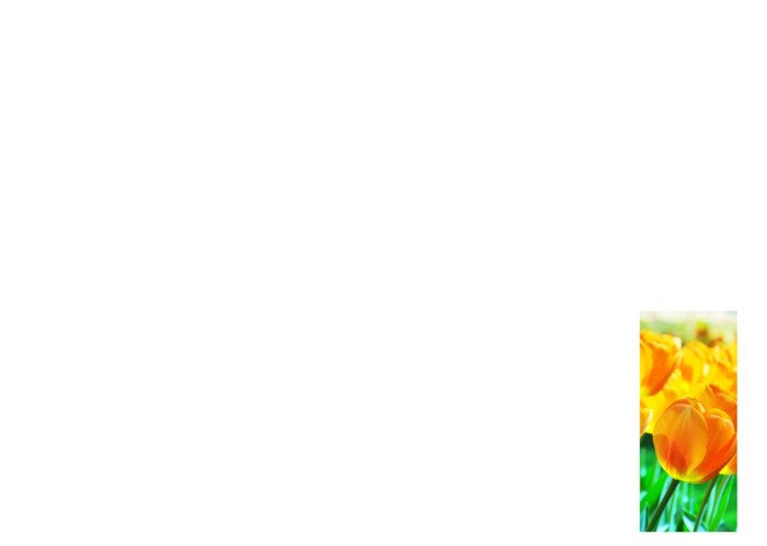 Greetz | Paaskaart | tulpen