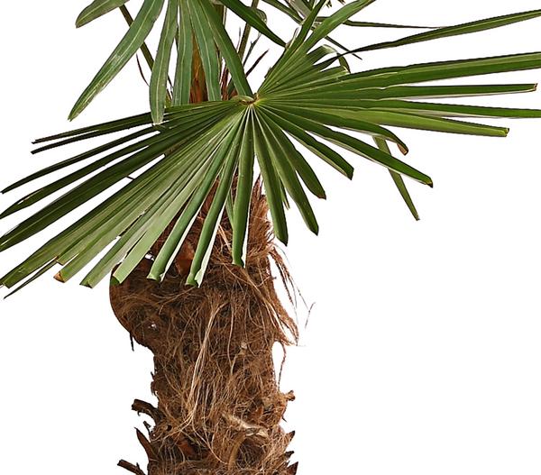 XXL Hanfpalme, ca. 180-210 cm