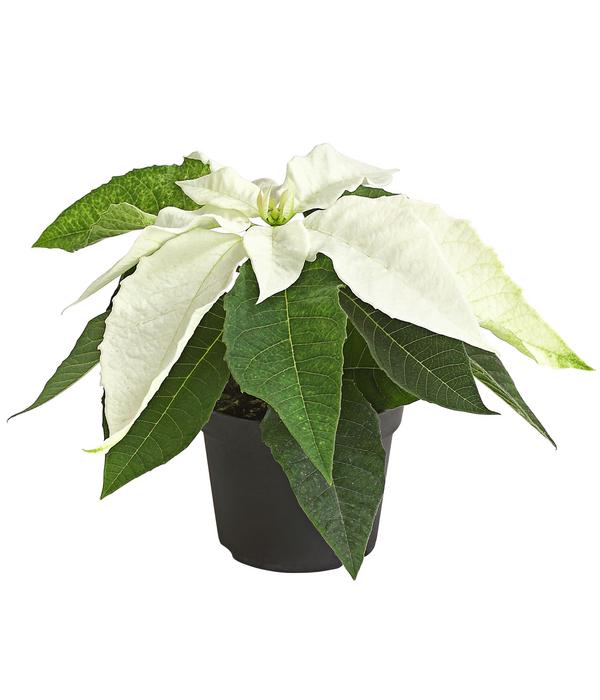 Weihnachtstern - Euphorbia pulcherrima