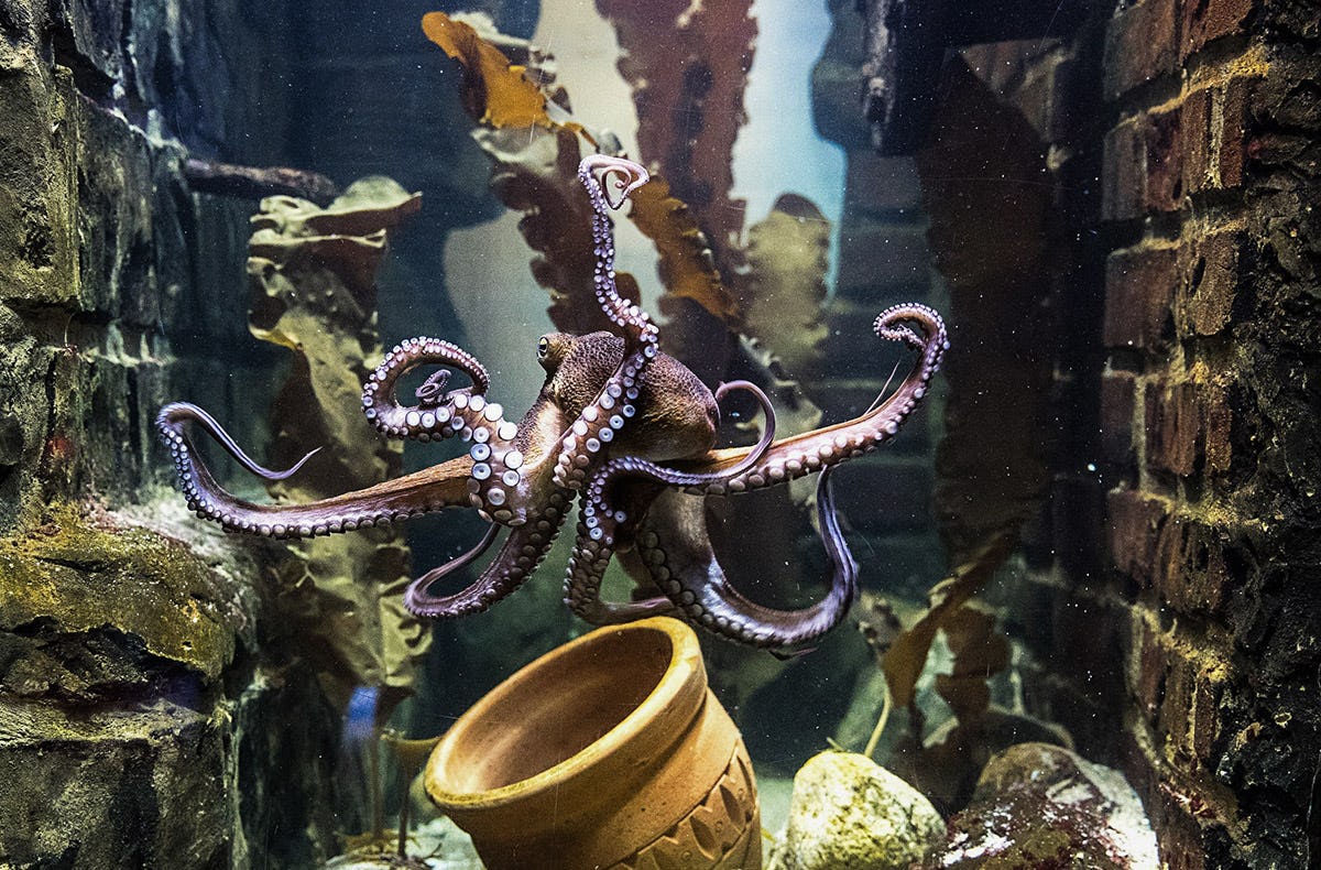 Sea Life Oberhausen (1 EW   1 Kleinkind)