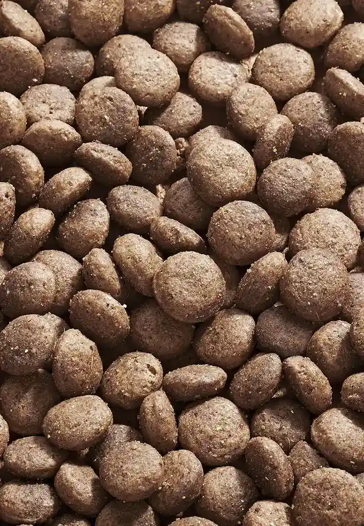 Dog Intestinal