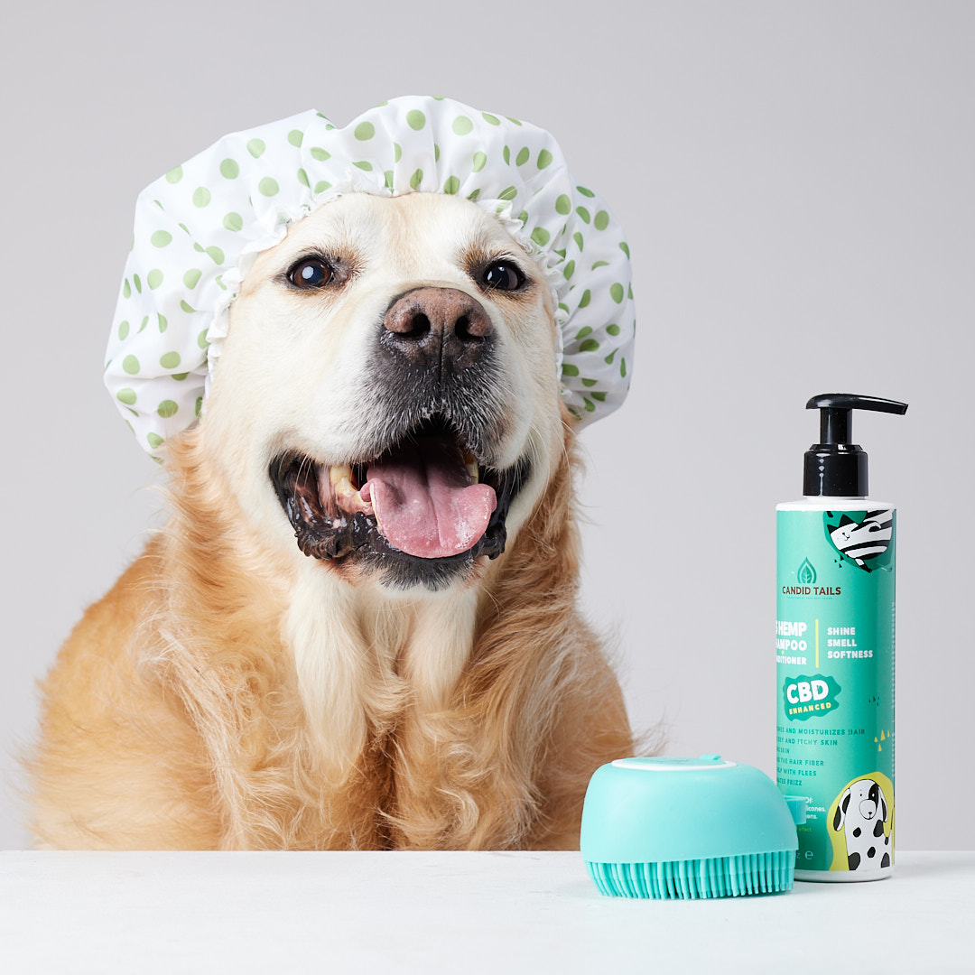 Escova de massagem para animais de estimação e dispensador de shampoo