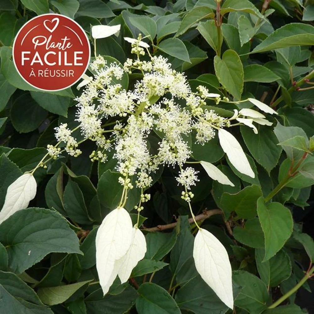Schizophragma integrifolium 'windmills' - schizophragma hydrangeoides 3l