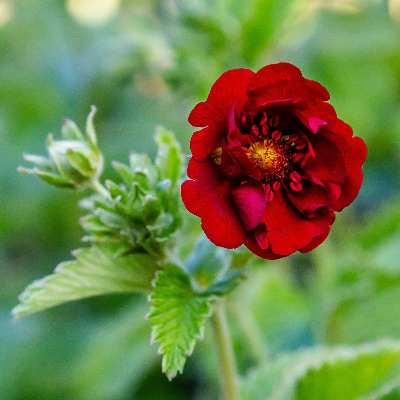 Potentilla atrosanguinea Blodmure Ø11 cm