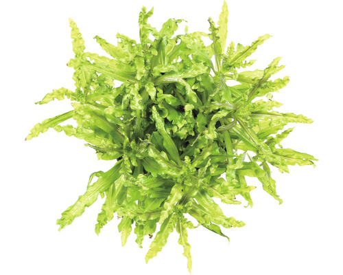 Kleine Waterster - Pogostemon helferi