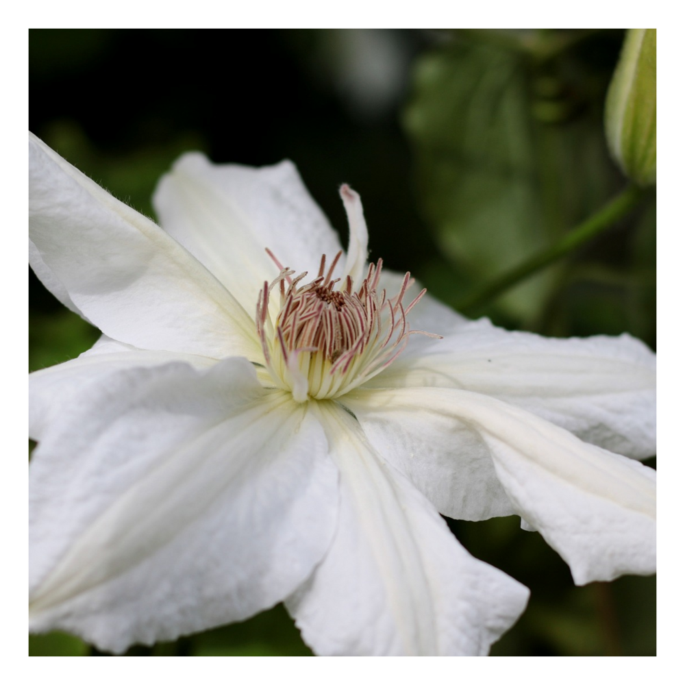 Clématite gladys picard/clematis gladys picard[-]pot de 1,5l