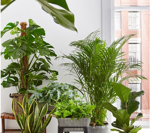 Fensterblatt - Monstera deliciosa