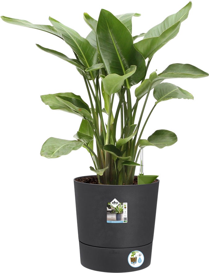 Elho bloempot Greensense Aqua Care antraciet D 43 H 42,5 cm