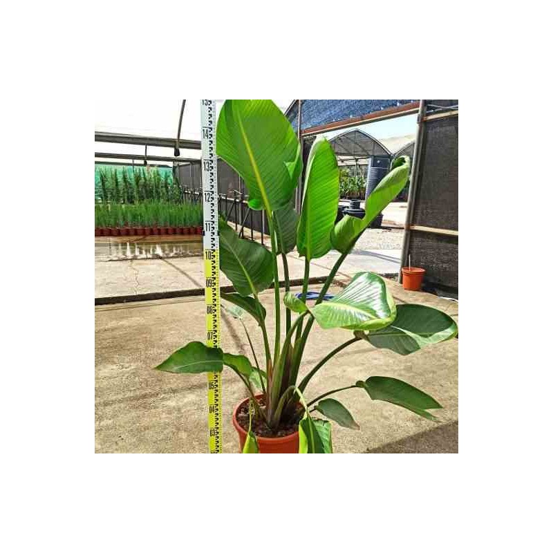 Strelitzia augusta ou strelitzia alba (oiseaux du paradis géant) taille pot de 7 litres ? 100/120 cm - blanc et bleu