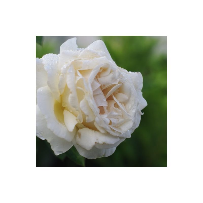 Rosier grosse fleur 'virgo' - racines nues