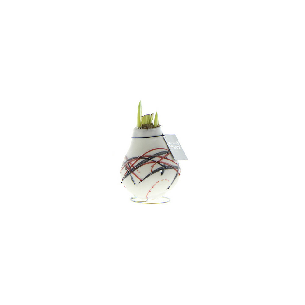 Exotenherz - oignon amaryllis ciré - van gogh - étoile de chevalier - aucun soin nécessaire, motif blanc
