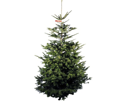 Nordmann spar GOLD H 230-270 cm, gekapte kerstboom uit duurzame teelt