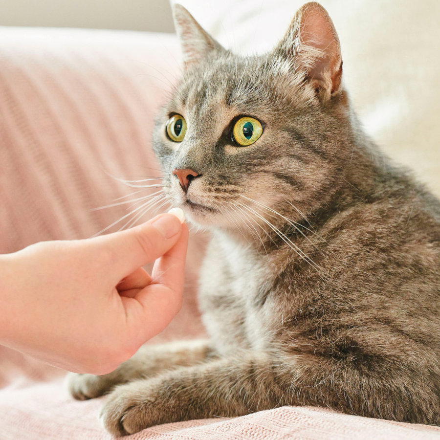Comprimidos repelentes internos naturais Beaphar VERMIpure para gatos e gatinhos.