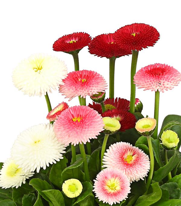 Gänseblümchen-Trio