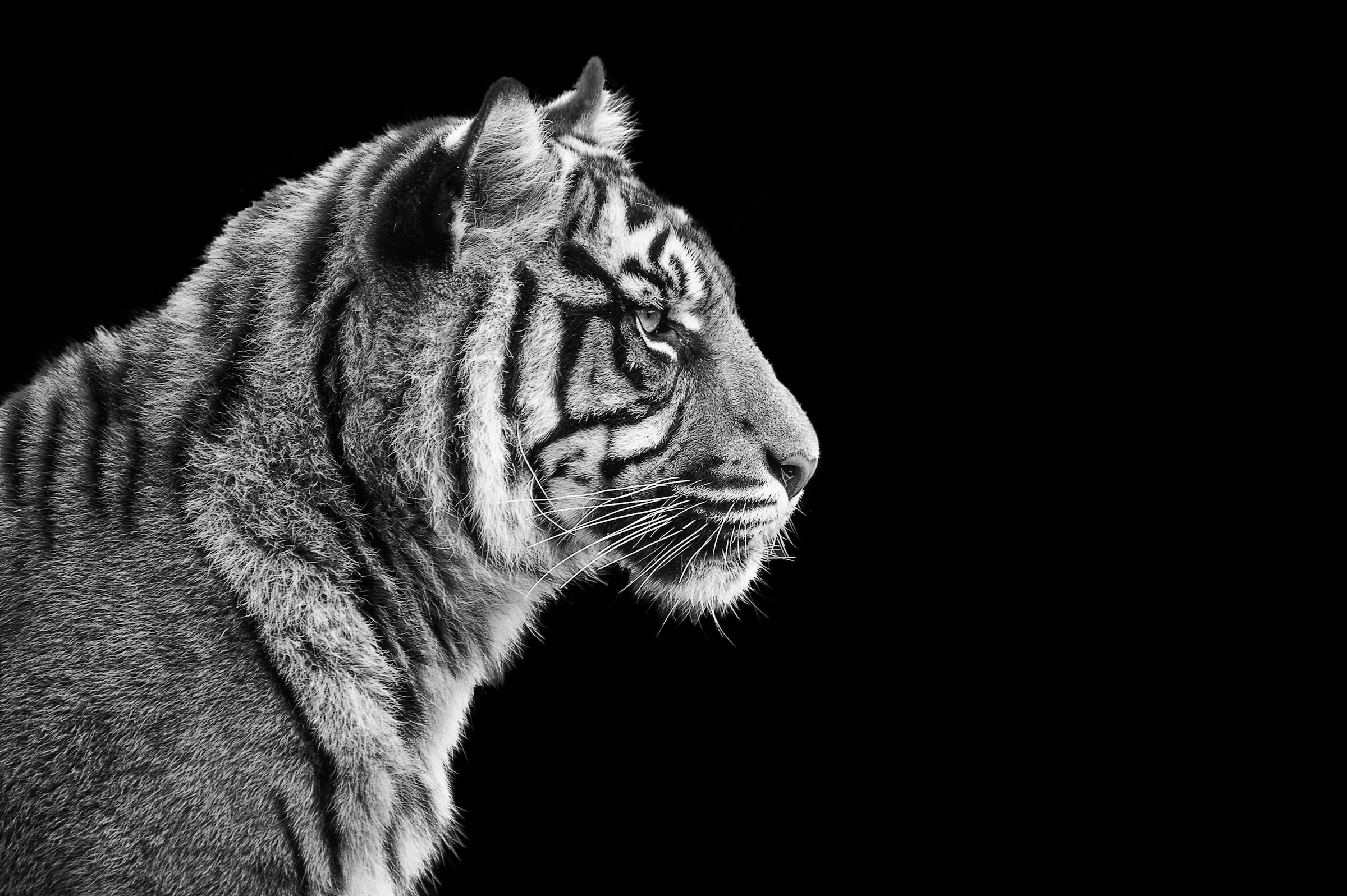 Papermoon Fototapete »TIGER-LÖWE PUMA GEPARD JAGUAR SCHWARZ WEIss WANDBILD XXL«
