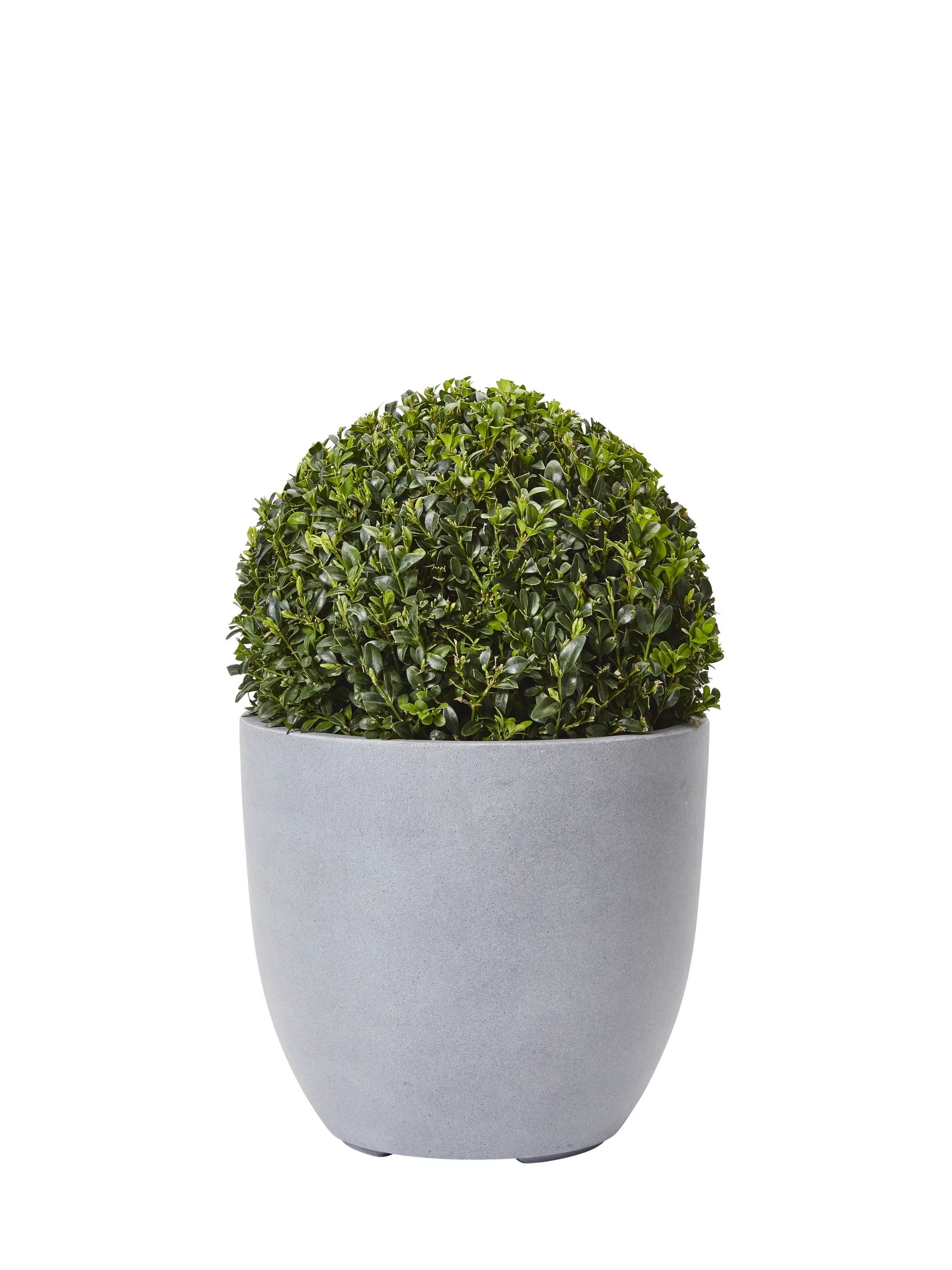 Buxus sempervirens 'Arborescens' Europabuksbom, kule Høyde 30 cm