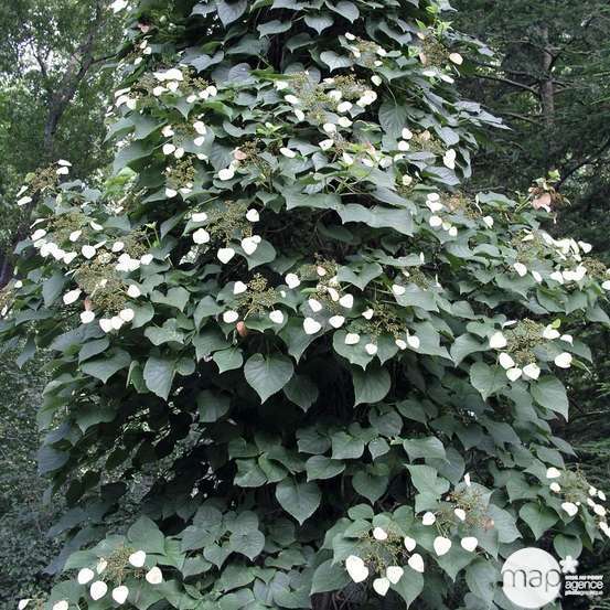 Schizophragma hydrangeoides, pot 3 litres