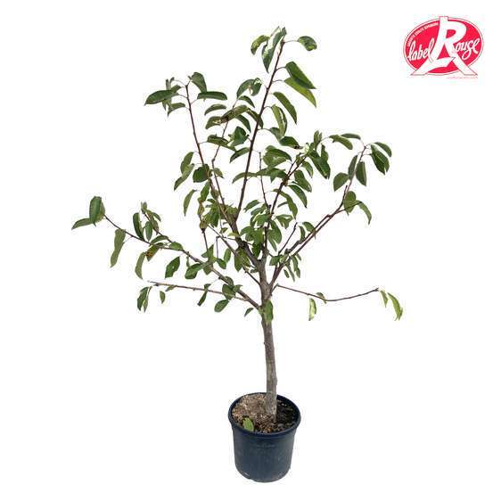 Cerisier Bigarreau Marmotte, Label Rouge : pot 12L - Gobelet 3 ans