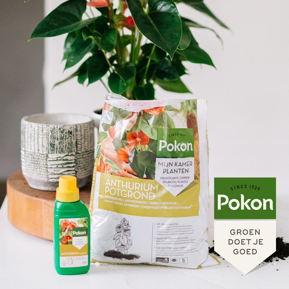 Pokon RHP Anthurium Potgrond Anthurium5 liter