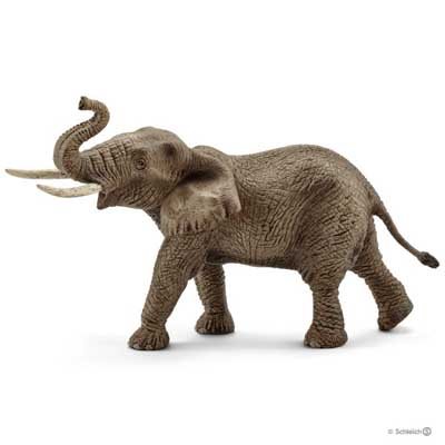 African Elephant, Male