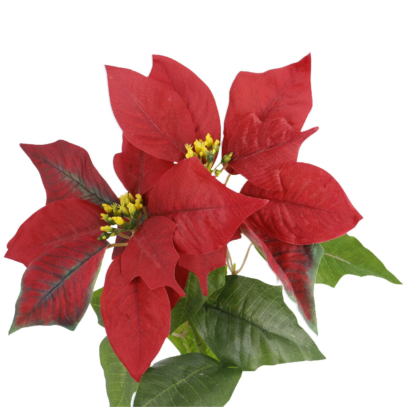 Weihnachtsstern 2 Blüten/rot, 31 cm