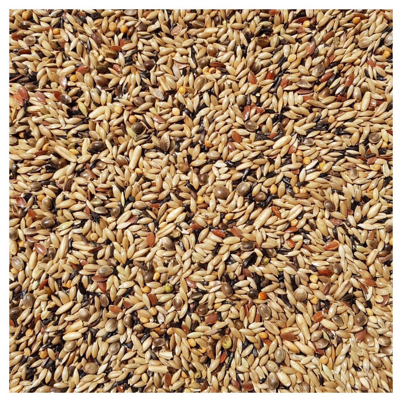 Supravit Kanarienfutter ohne Rübsen 2,5 kg
