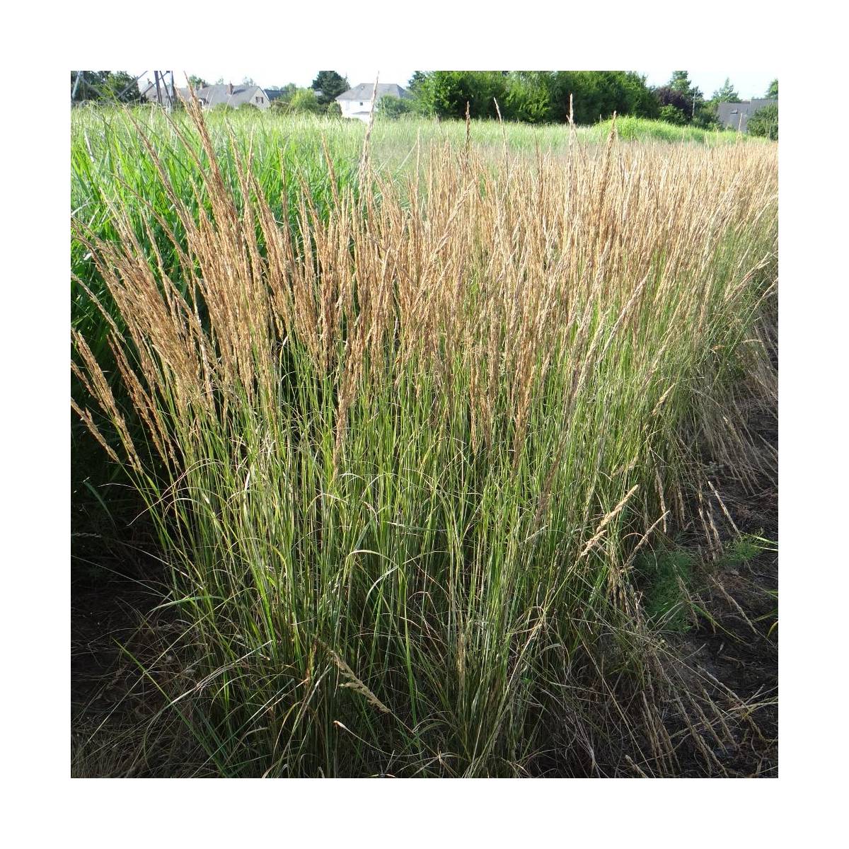 Calamagrostis acutiflora overdam/calamagrostis acutiflora 'overdam'[-]godet