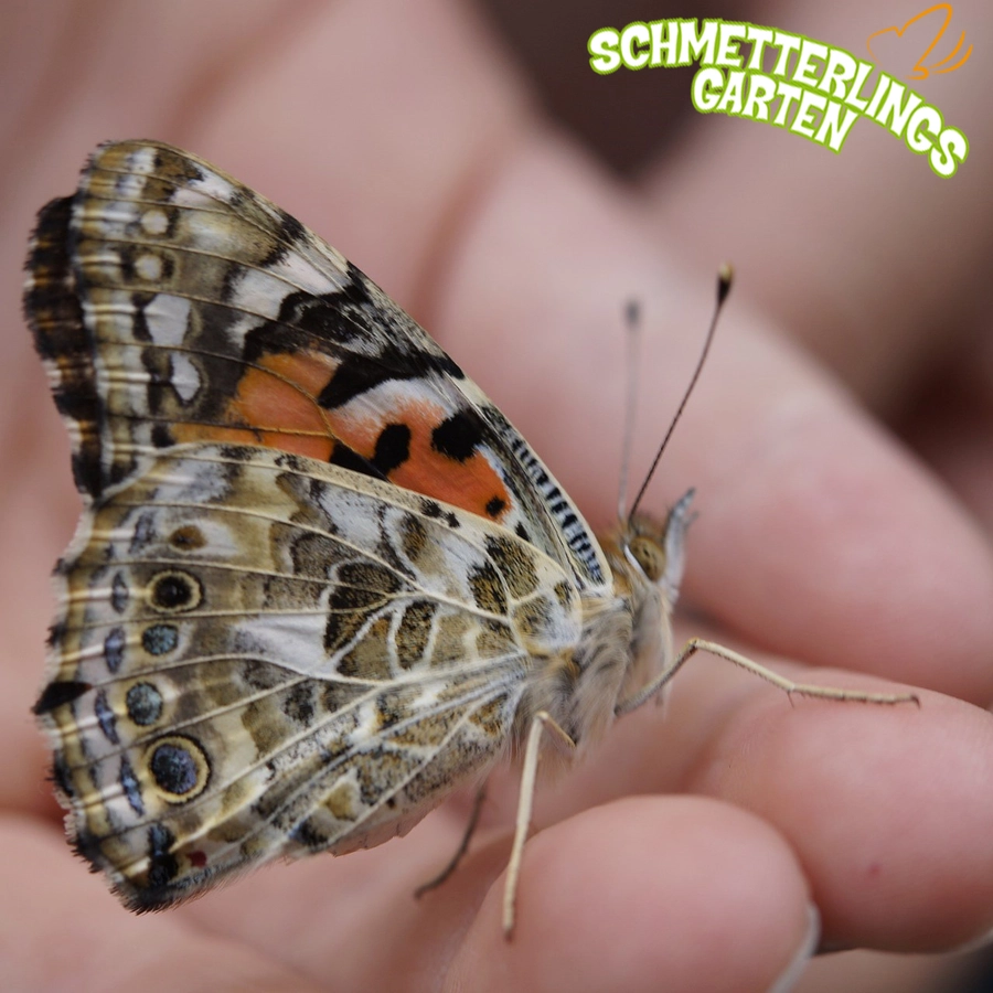 HCM Kinzel Schmetterlingsgarten Mehrfarbig