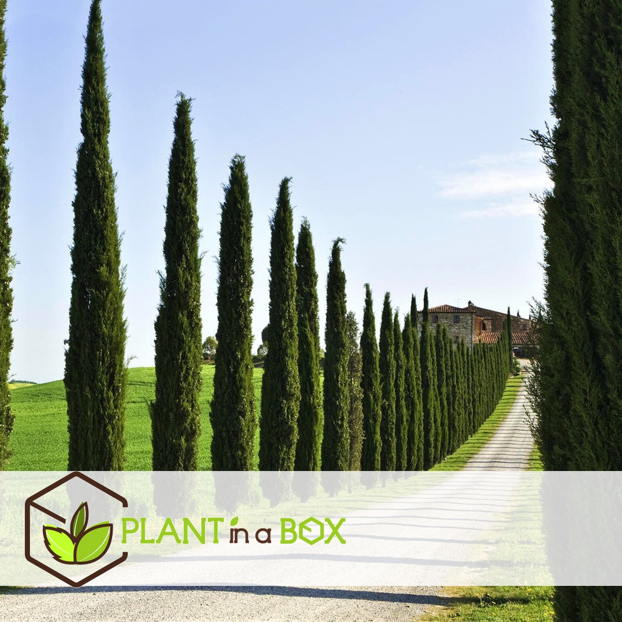 Cupressus sempervirens - cyprès de toscane - pot 19cm - hauteur 70-80cm
