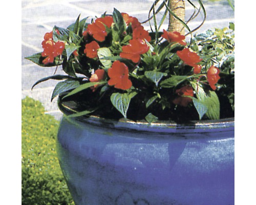 Impatiens Nieuw-Guinea (FloraSelf) Ø 13 cm pot