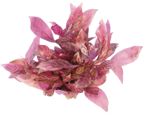Papegaaienblad Red Ruby - Alternanthera reineckii Red Ruby XXL
