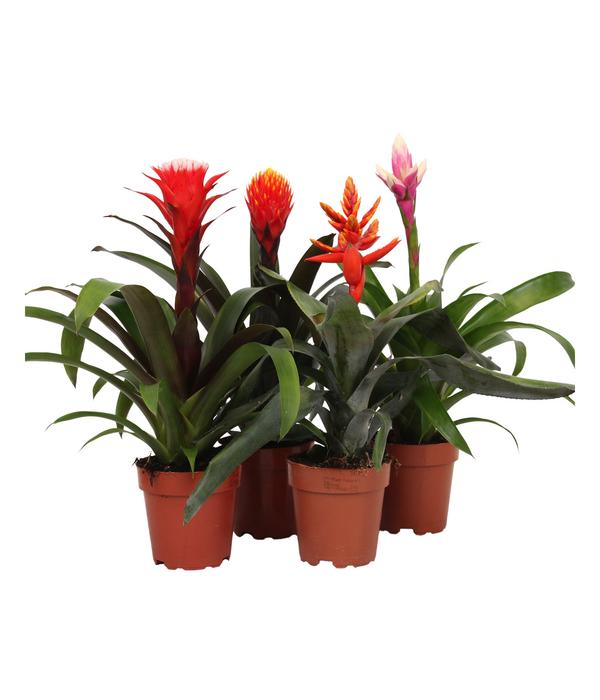 Bromelien-Set, 4-teilig