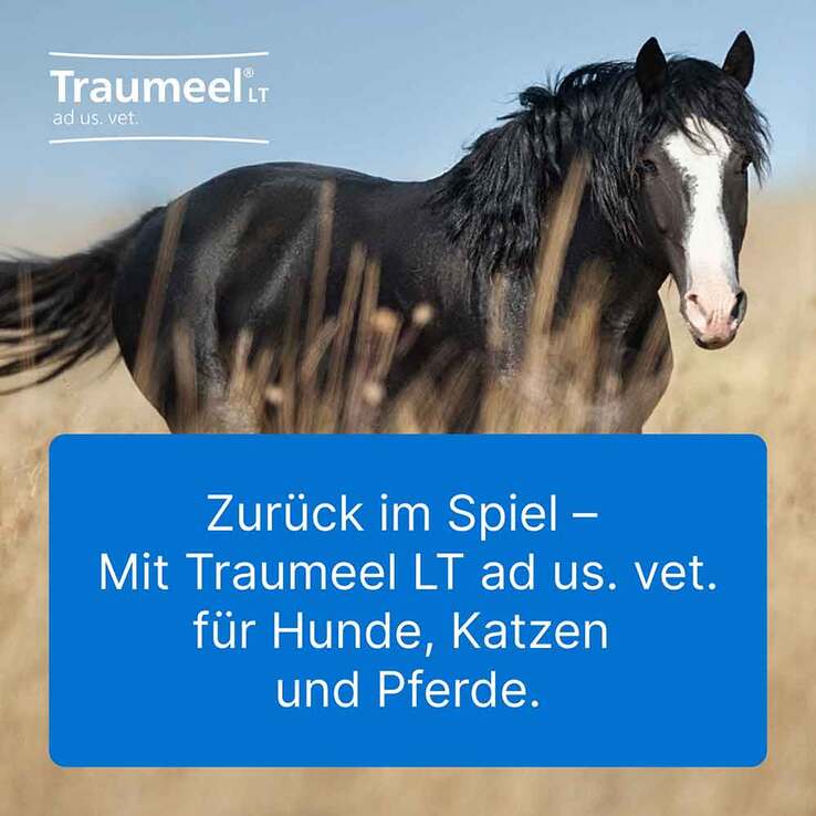 Traumeel LT Ampullen vet. (für Tiere), 50X5 ml