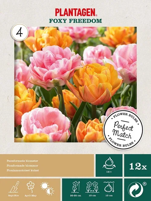 Tulipa Tulipanmiks Foxy Freedom