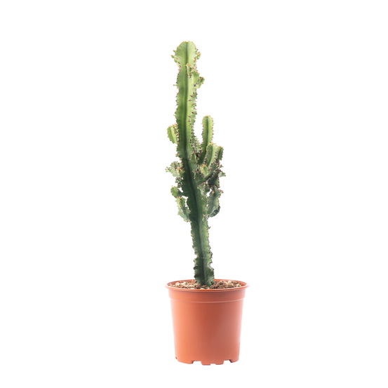 Euphorbia eritrea - pot D19cm