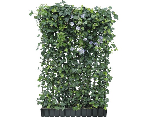 Privacyhaag Helix klimop met clematis blauw H180xB120 cm