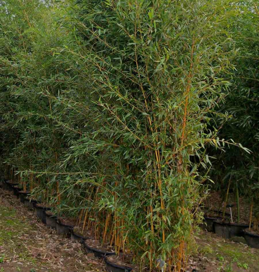 Phyllostachys aureosulcata aureocaulis taille pot de 2 litres - 80/100 cm
