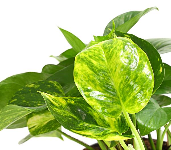 Efeutute - Epipremnum aureum