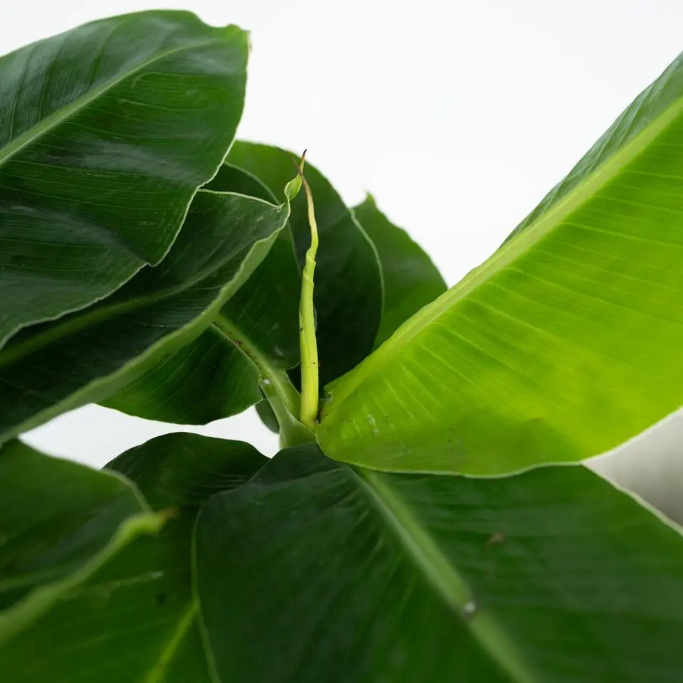 Bananenplant - Set van 2 - Musa 'Oriental Dwarf' - Hoogte 25-40cm - ⌀12cm