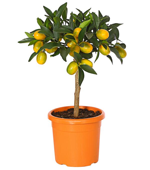 Kumquat