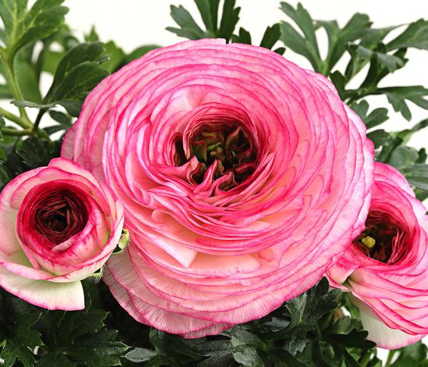 Beet- & Balkonpflanzen-Set Traum in Rosa,