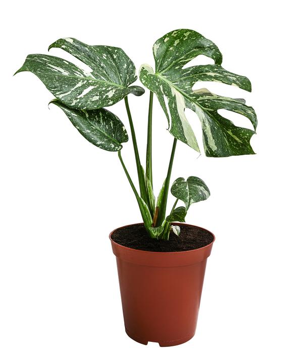 Fensterblatt - Monstera deliciosa 'Thai