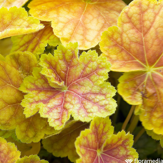 Heuchera : conteneur de 1 Litre couleur