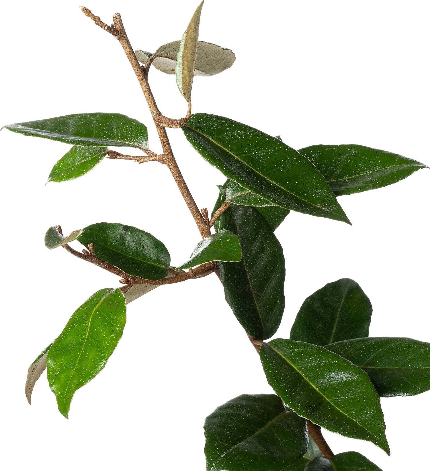 Olijfwilg (Elaeagnus ebbingei) D 19 H 40 cm