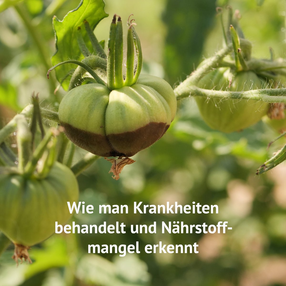 E-book: Hoe je succesvol tomaten kweekt, digitaal perkplan, beplantingsplan, instructies, zelfredzaamheid, tomatenteelt van zaad tot oogst