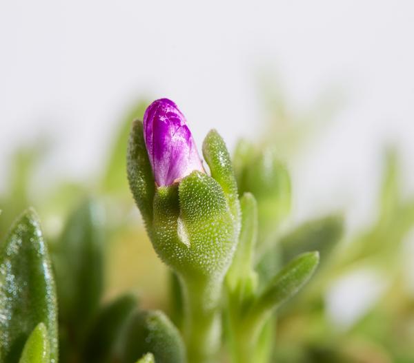 Bio Mittagsblume