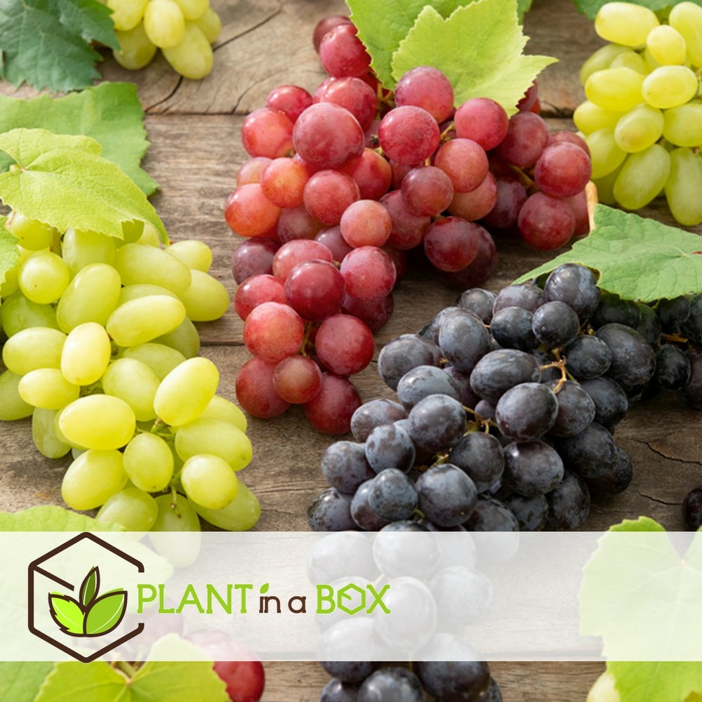 Plants de raisin - set de 3 - vitis vinifera - bleu - pot 9cm - hauteur 25-40cm