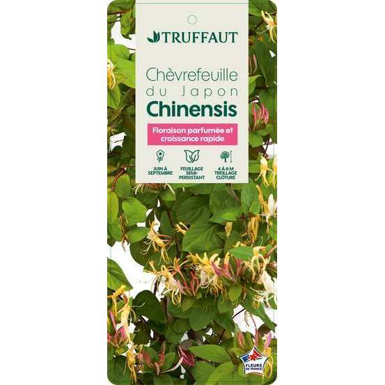 Lonicera japonica Sinensis : 3L