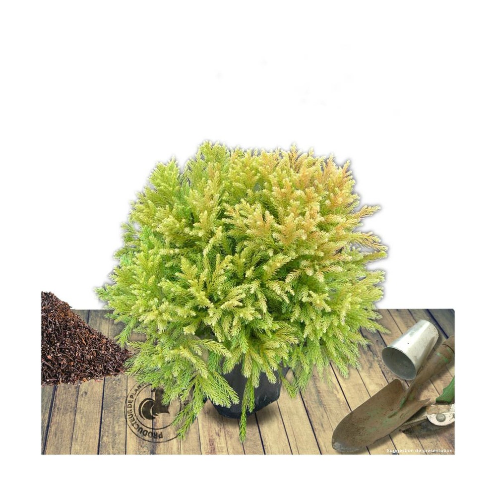 Cèdre du japon japonica globosa nana/cryptomeria japonica globosa nana[-]pot de 12l - 50/60 cm